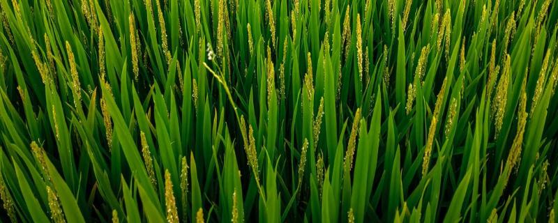 九稻90水稻种子特征特性，4月上中旬播种