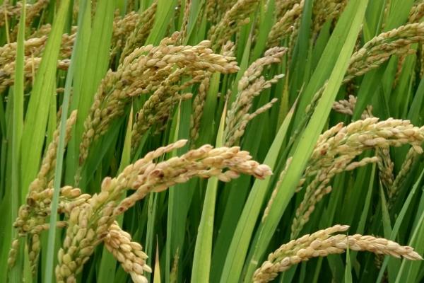 吉粳558水稻种子介绍，每亩有效穗数28.2万穗