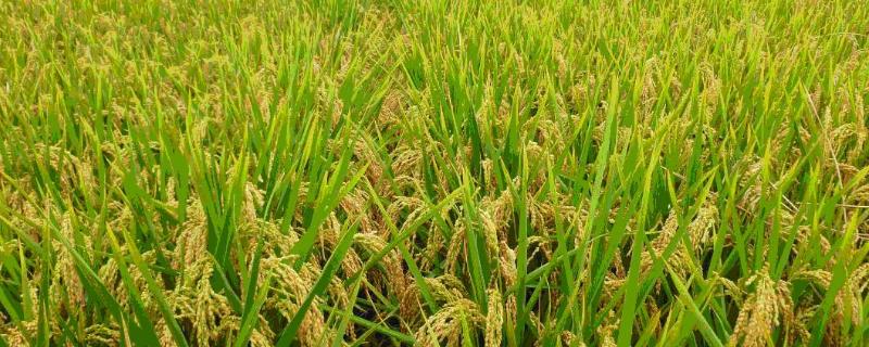 强两优373水稻种子特征特性，每亩插8万－10万基本苗