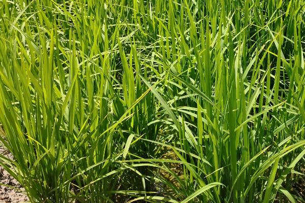 桃湘优莉晶水稻品种的特性，每亩有效穗数16.3万穗