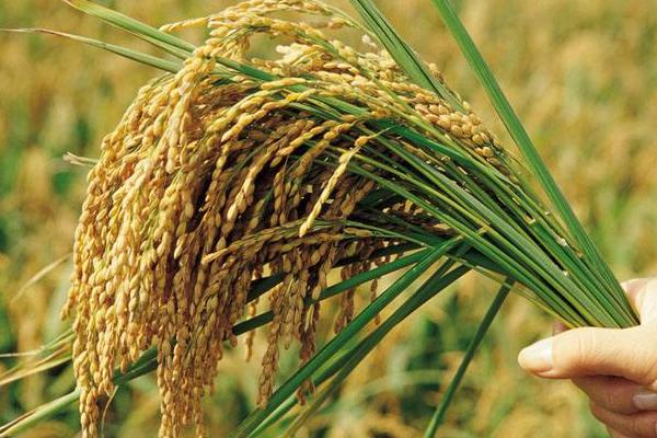 泰香优秱珍水稻种子特征特性，每亩有效穗数15.6万穗
