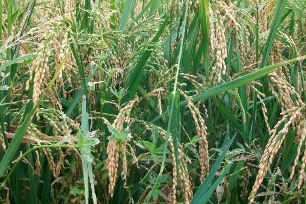 川优919水稻种子简介，每亩秧田用种量不超过12千克