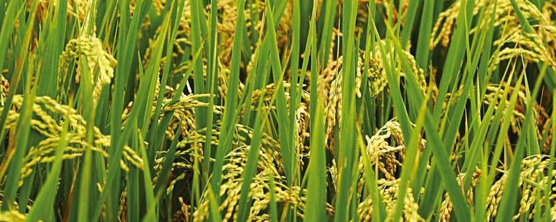 川优919水稻种子简介，每亩秧田用种量不超过12千克
