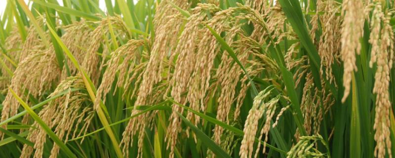 玮两优1181水稻种子特点，病虫防治