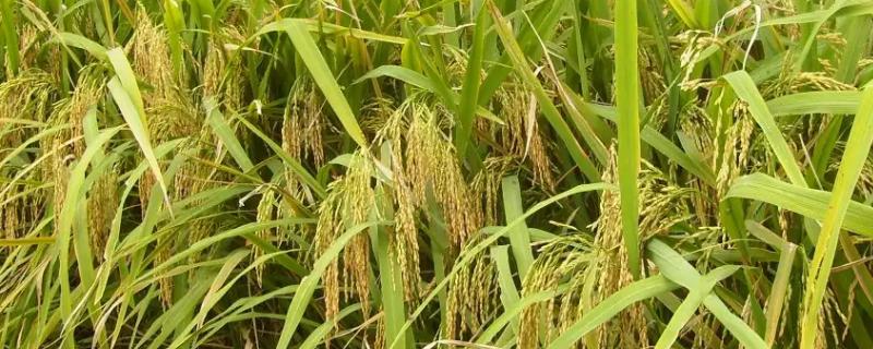 桃两优2号水稻种子特点，大田每亩用种2千克左右