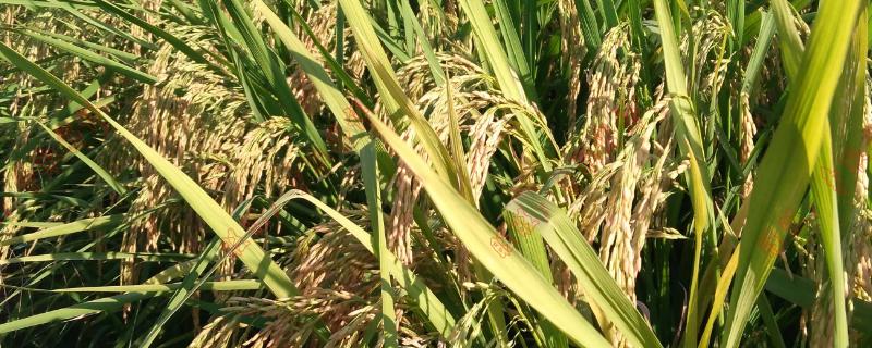 圳优6377水稻种子介绍，籼型三系杂交水稻品种