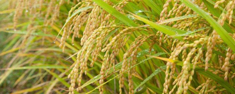 隆8优5208水稻种子介绍，稻瘟病重发区注意防治稻瘟病