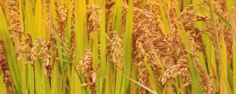 和两优晶丝水稻种子简介，每亩大田用种量0千克左右