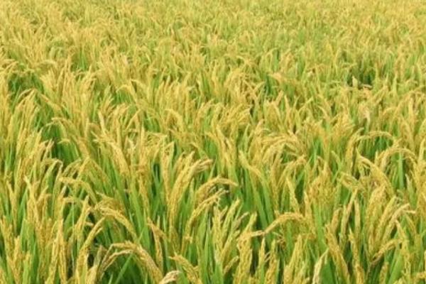 金粳398水稻种子特点，控制播种量