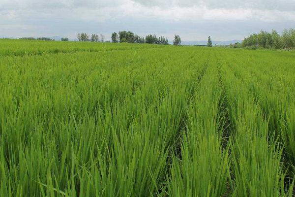 吉大968水稻种子特征特性，全生育期间注意及时防治稻瘟病