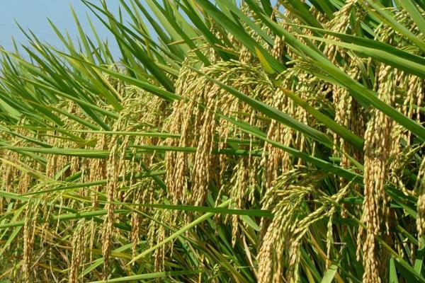 金香玉686水稻种子介绍，中抗条纹叶枯病