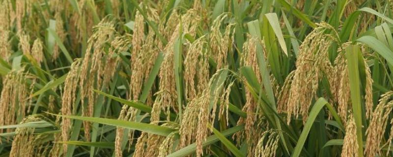淮稻1618水稻种简介，粳型常规水稻品种