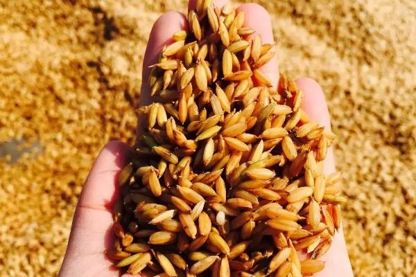 金香玉686水稻种子介绍，中抗条纹叶枯病