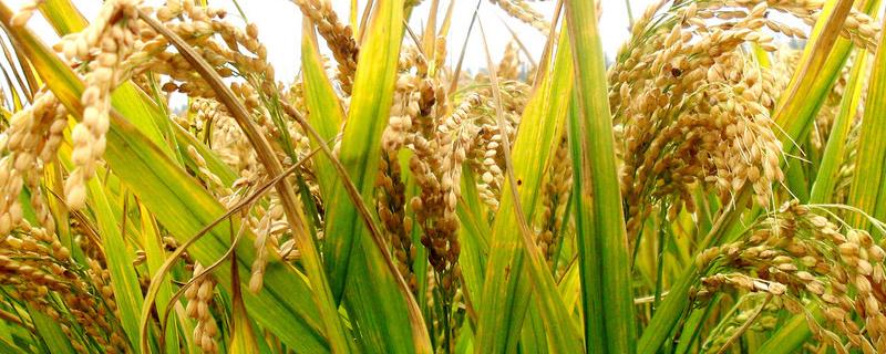 安优靓占水稻种子简介，每亩有效穗数19.8万穗