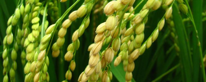 卓优3号水稻品种的特性，全生育期117.1天