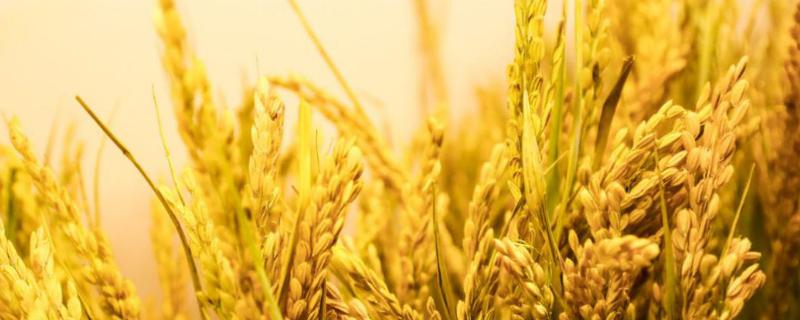 福昌优701水稻种简介，每亩有效穗数16.7万穗