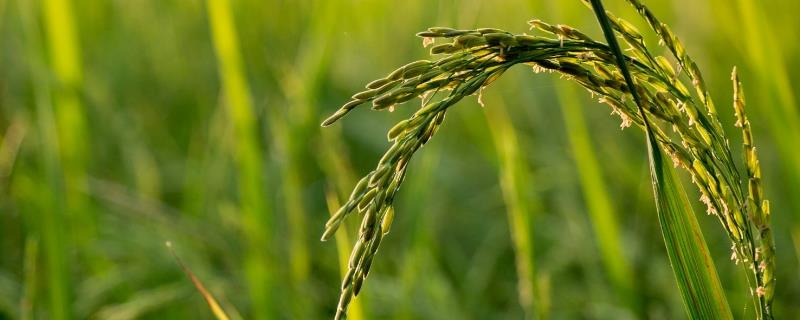 浙两优美香新占水稻品种的特性，作机插或直播种植