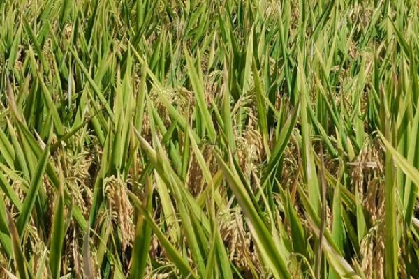 荃粳优46水稻品种简介，每亩插足基本苗8万－10万