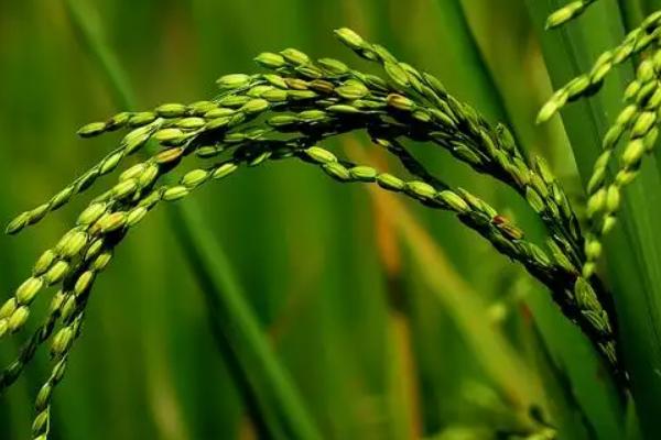 岑两优1430水稻种子特征特性，秧田播种量每亩15千克