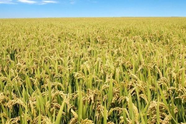 岑两优1430水稻种子特征特性，秧田播种量每亩15千克