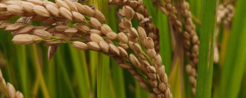 玖两优164水稻品种的特性，全生育期115.9天