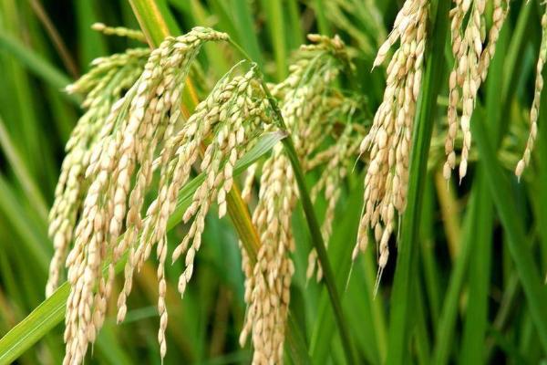 中映优T95水稻种子特点，籼型三系杂交水稻品种
