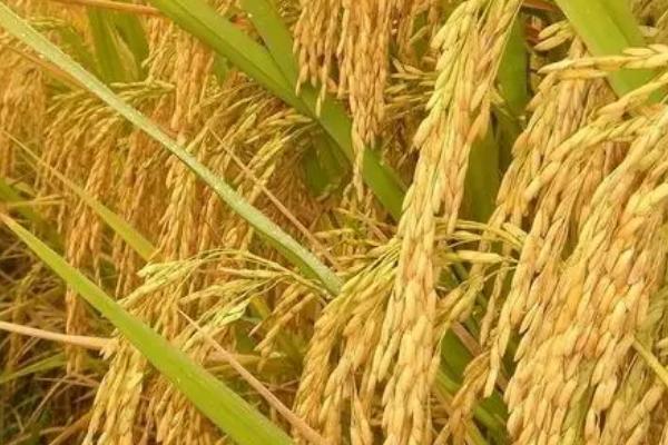 荷优丝苗水稻品种简介，籼型三系杂交水稻品种