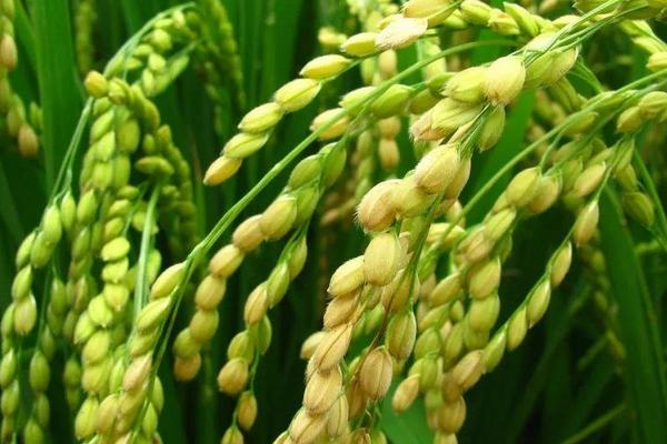 圳两优1053水稻种子特征特性，每亩有效穗数16.3万穗