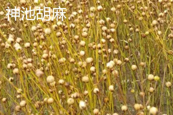 山西省浑源县的特产，包括恒山黄芪、浑源烧酒、北芪菇等种类