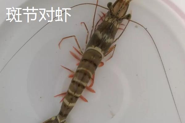 对虾的生活习性，属于杂食性且喜欢在晚上活动