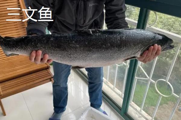 三文鱼可以淡水养殖吗，可以淡水养殖但需保证含氧量