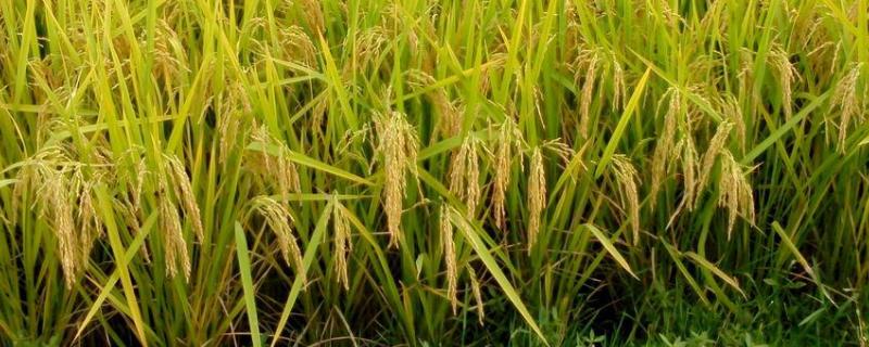 荃优禾广丝苗水稻种子介绍，籼型三系杂交水稻品种