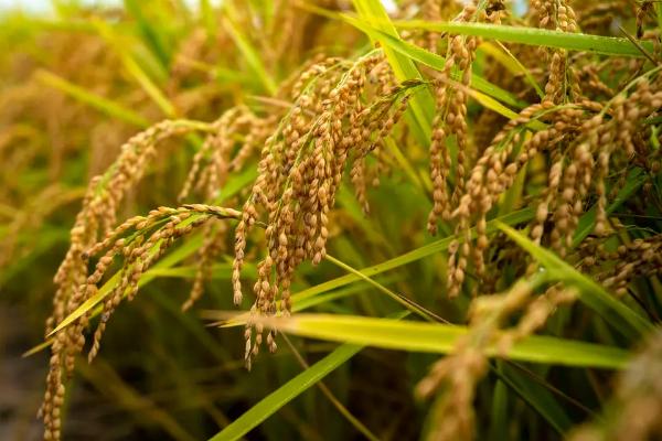 川两优884水稻种子简介，每亩有效穗数15.5万穗