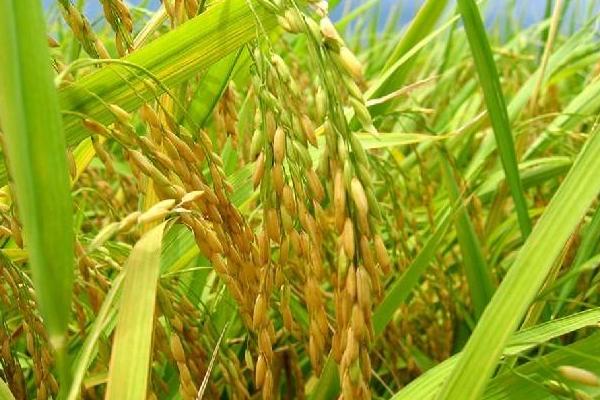 百香优9978水稻品种的特性，全生育期128.8天