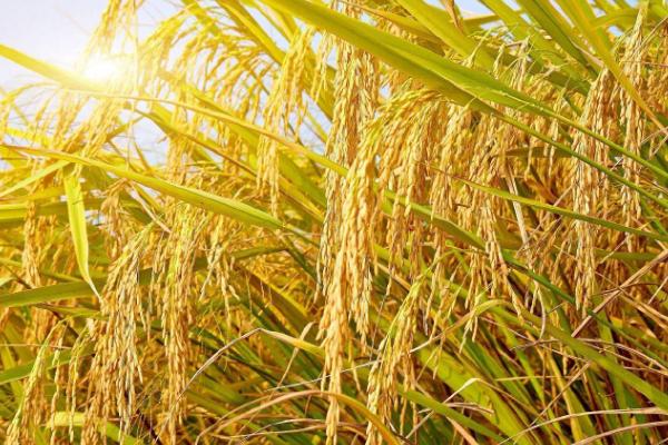 易两优7102水稻种子特征特性，每亩有效穗数16.7万穗