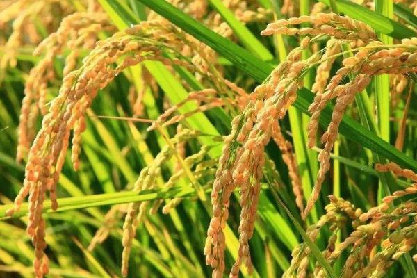 山两优164水稻种子简介，每亩有效穗数16.8万穗