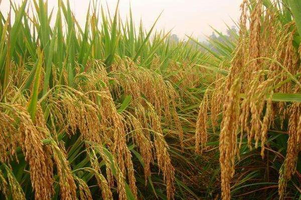 鑫隆优丝占水稻种子特点，每亩有效穗数17.6万穗