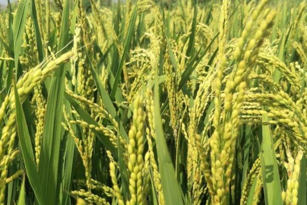 川两优884水稻种子简介，每亩有效穗数15.5万穗