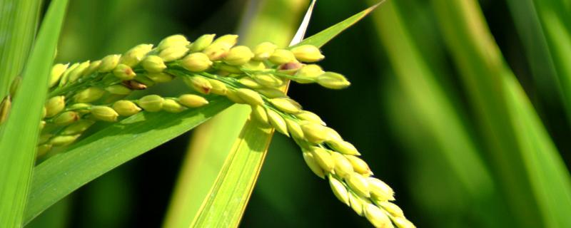 Q两优粤农丝苗水稻种子简介，中等偏上肥力水平种植