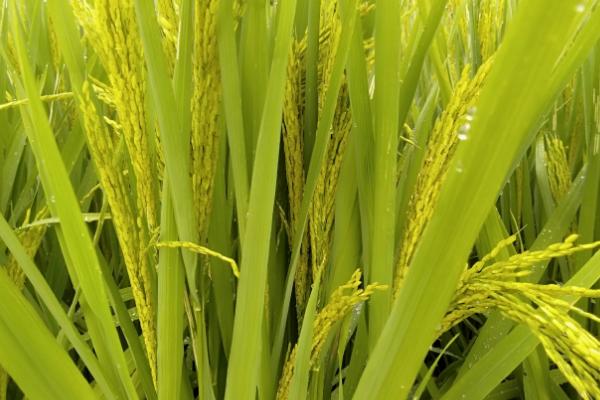 浙两优粤禾丝苗水稻品种简介，作机插或直播种植