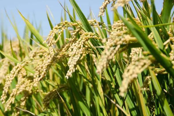 哈优晶占水稻种子特征特性，全生育期123.3天