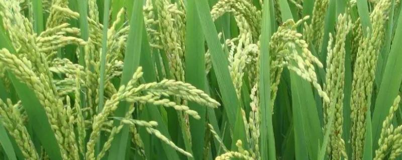 创两优164水稻品种简介，参照当地天优华占同期播种