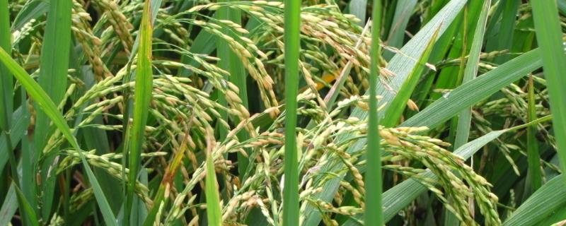 两优8118水稻种子介绍，每亩有效穗数17.4万穗