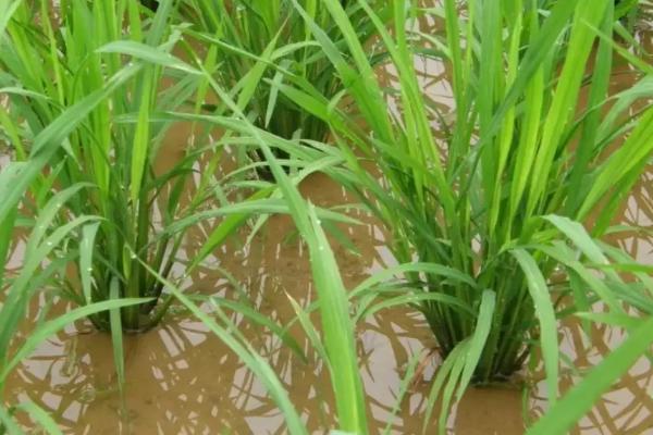 国泰香优龙占水稻种子特征特性，每亩有效穗数15.5万穗
