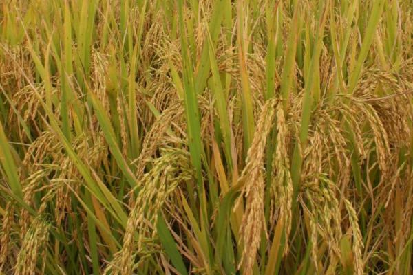 兴两优1345水稻品种简介，秧田期注意施药防治稻飞虱