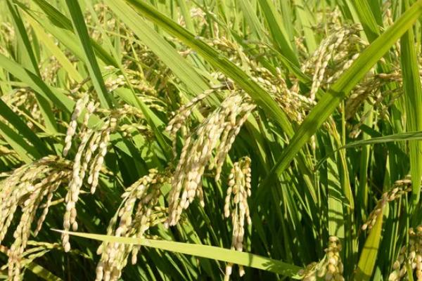 兴两优1345水稻品种简介，秧田期注意施药防治稻飞虱
