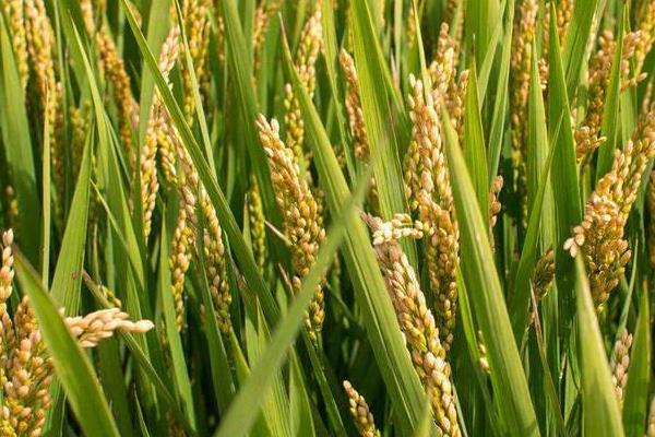 兴两优1487水稻种子特征特性，每亩有效穗数16.4万穗
