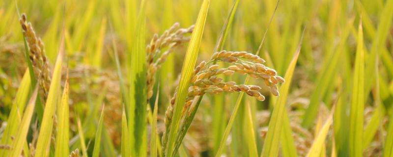 谷优92水稻种子特征特性，每亩有效穗数16.5万穗