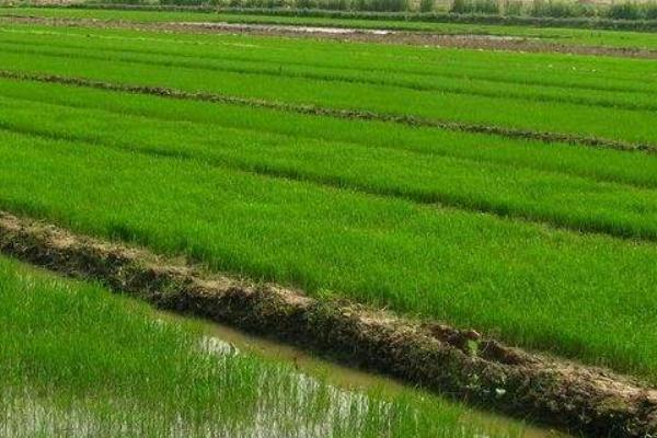 科天优4312水稻种简介，每亩有效穗数18.8万穗