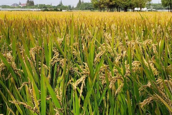 哈优晶占水稻种子特征特性，全生育期123.3天